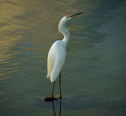 Posing Egret Water Background