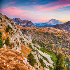 Autumn landscape with yellow larches and awesome  Monte Civetta at sunset  seen from Falzarego pass.