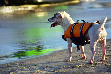 
A dog wearing a life jacket Walk on the beach