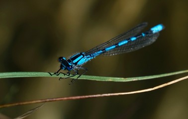 Blue draganfly resting on grass on a summer day. Alberta. Canada 
