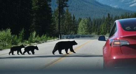 Mama bear with two cubs crossing the road in Canadian Rockies. Banff National Park. Alberta....