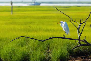 Egret Perched in Marsh