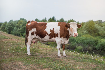 Fototapeta na wymiar Cow in a field on a cloudy day