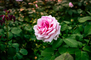 pink rose in garden