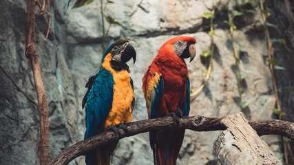 Macaw and Parrot perched