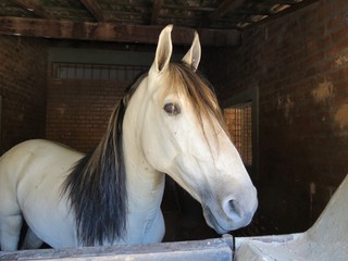 cavalo © Vanderlei Timóteo