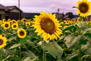 三光佐知のひまわり