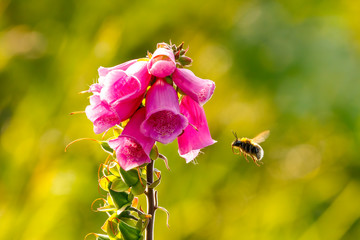 Digitalis purpurea, foxglove or honeydew flower with bee flying next to to it