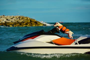 
A dog wearing a life jacket Ride a water scooter on the beach