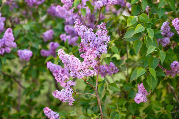 Obraz premium Bushes of blooming lilac in spring in garden.