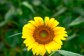 Fototapeta premium 三光佐知のひまわり