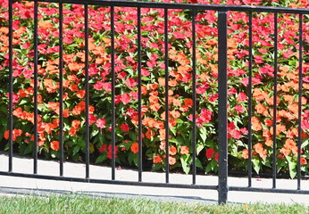 Flowers Behind Fence