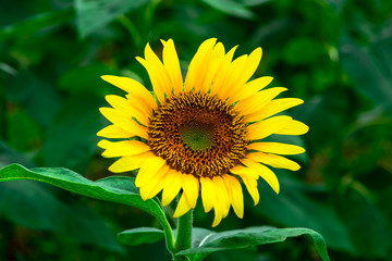 Fototapeta premium 三光佐知のひまわり