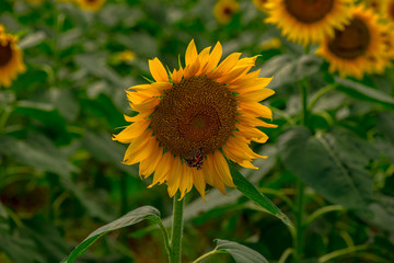 三光佐知のひまわり
