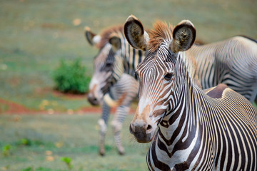 Fototapeta premium Zebras in the zoo