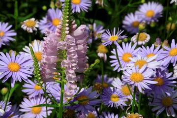 ハナトラノオとクジャク草