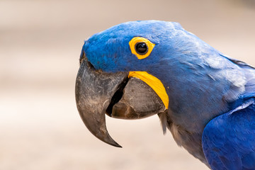Blue and yellow macaw