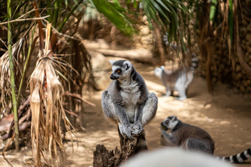 Lemurs monkeys in a zoo