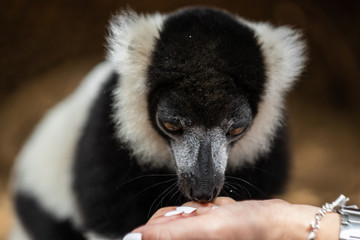 Lemur monkey in a zoo