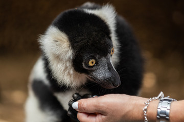 Lemur monkey in a zoo