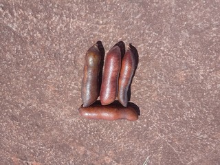 Jatoba fruit