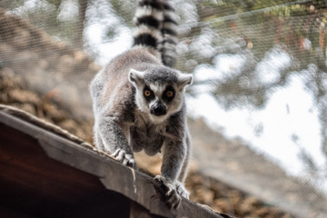 Lemur monkey in a zoo