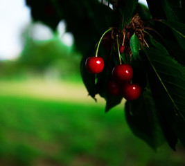 Ripe cherries hanging from a cherry tree branch. Water droplets on fruits, cherry orchard after the rain
