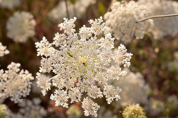 Queen Anne's Lace in meadow with closeup macro view