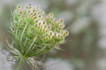Queen Anne's Lace seed head in closeup macro view