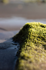 Seaweed on a rock