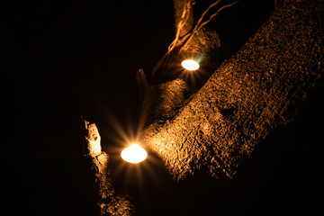 Candles in a tree