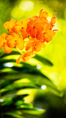 Obraz na płótnie Canvas Spotted Tangerine Orchid Flowers