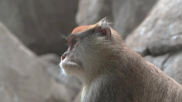 Close up of Patas monkey,