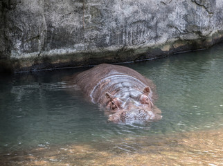 Fototapeta premium One big hippopotamus in the water