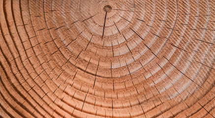 Close up full frame image of a tree trunk cross section showing its growth rings.