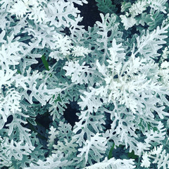 snow covered branches