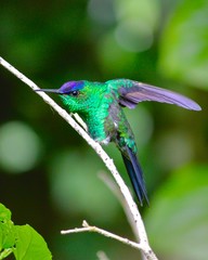 hummingbird in flight