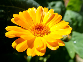 large yellow and orange calendula daisy flower green background in garden