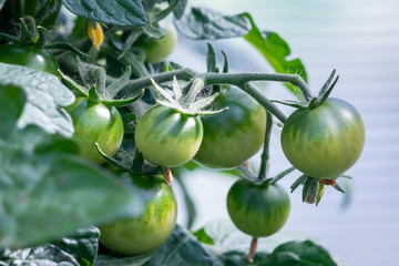 Small green unripe cherry tomatoes hanging on a vine with small yellow flowers, deep green leaves and a white background. 