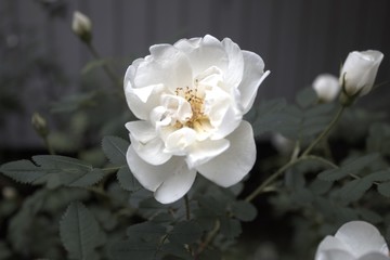 white magnolia flower