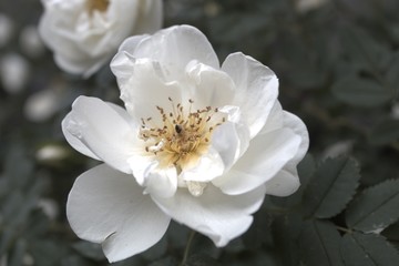 white magnolia flower