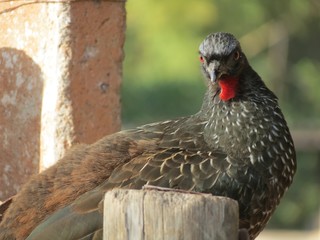 jacu