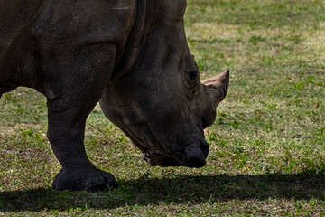 Obraz premium A large rhinoceros with a thick horned snout grazing on some low cut grass. The animal has large head with a cylinder body and short legs. 