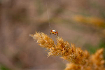 brown-orange spider on a spider web above a dry fluffy plant looking at the camera