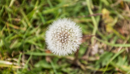 red-seeded dandelion on green background England