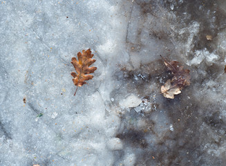 Autumn winter. Maple leaf on a white snow in winter season, hoarfrost. Fall maple leaves on snow, natural background.