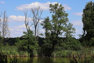Obraz premium trees on the lake, Poland