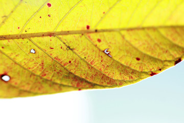 Yellowish foliage