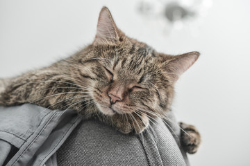 A cute cat sleeps on a armchair