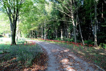 秋　道　彼岸花　風景　栃木